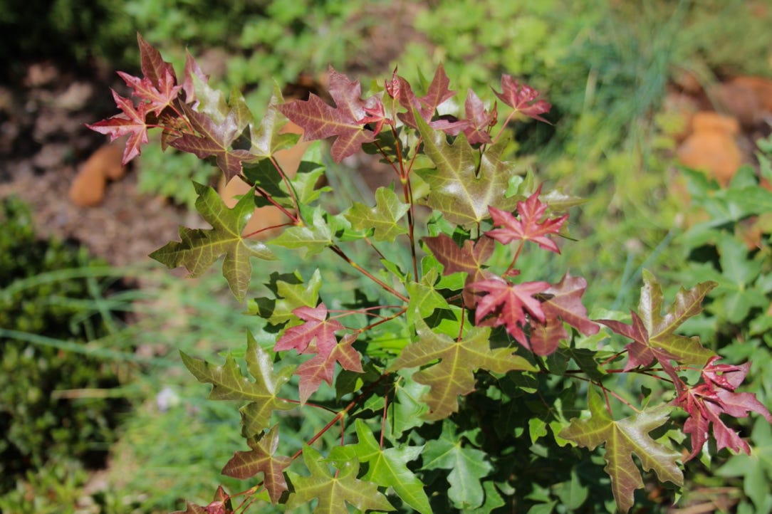 Acer truncatum 'Fiya Dragon', Shandong or Shantung Chinese maple at Metro Maples.