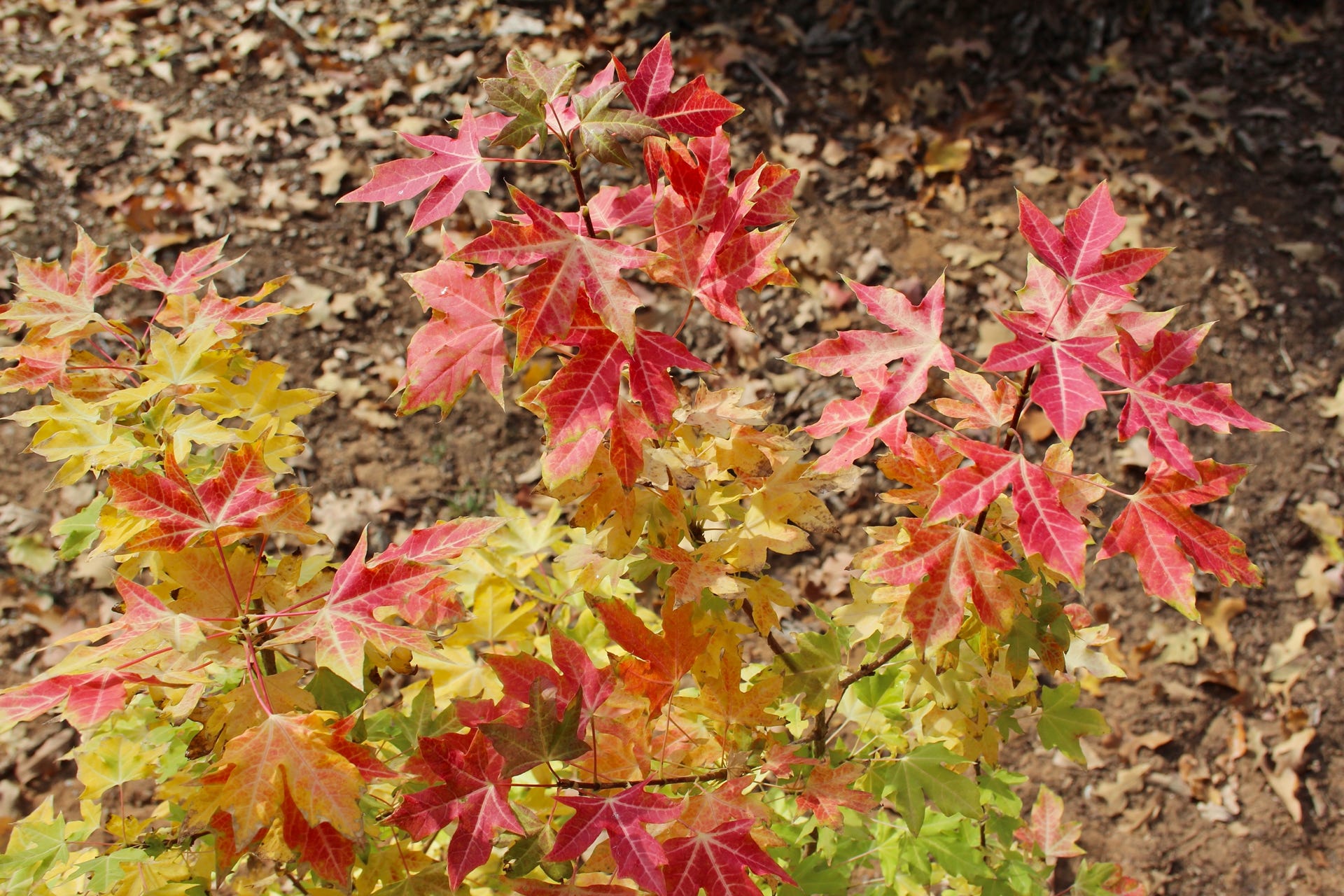 Acer truncatum Super Dragon Shantung maple fall color 2012.