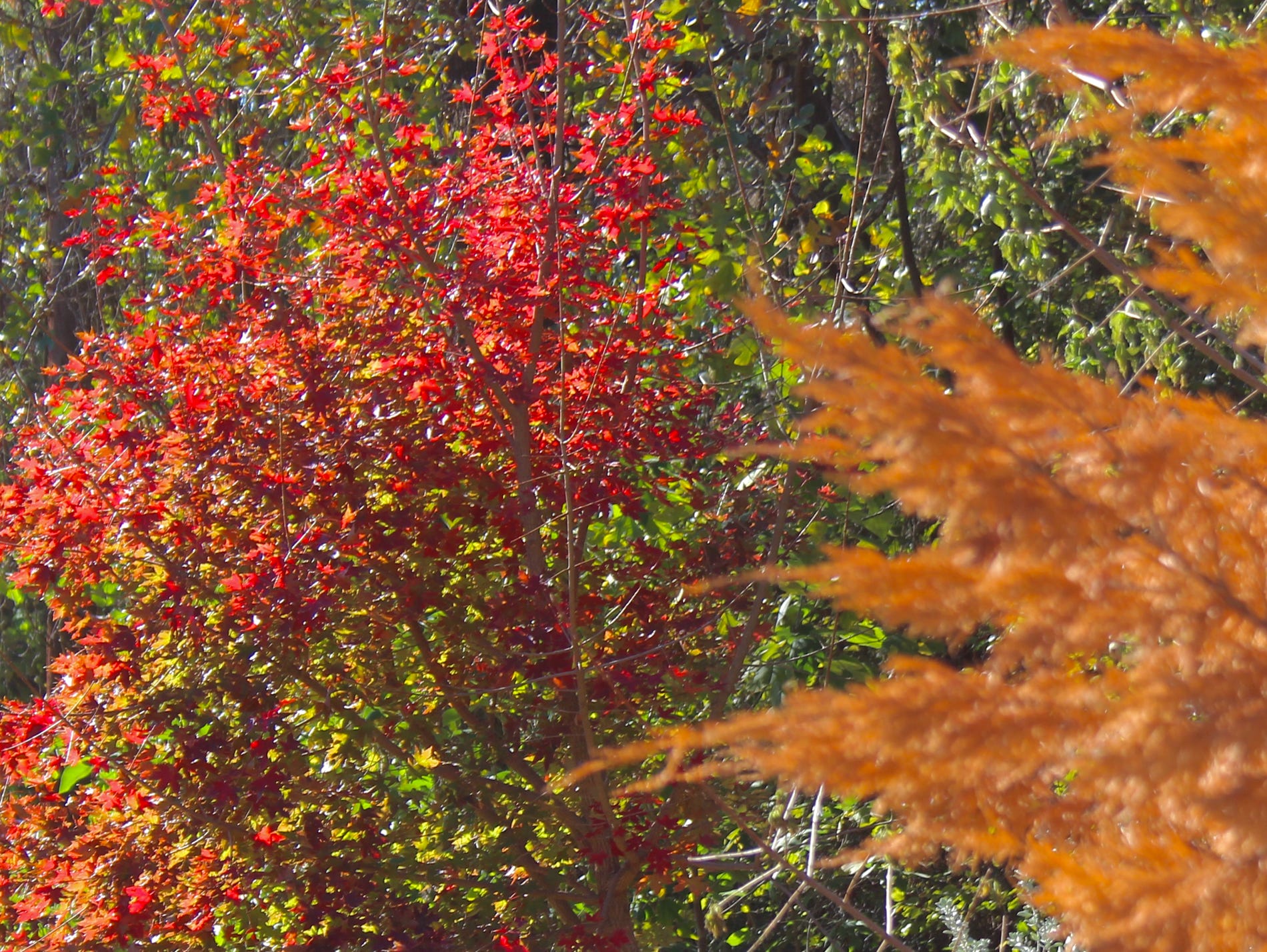 Acer truncatum Shantung maple Shandong maple tree, fall color, bonsai, metro maples, maple leeaves, information on maples