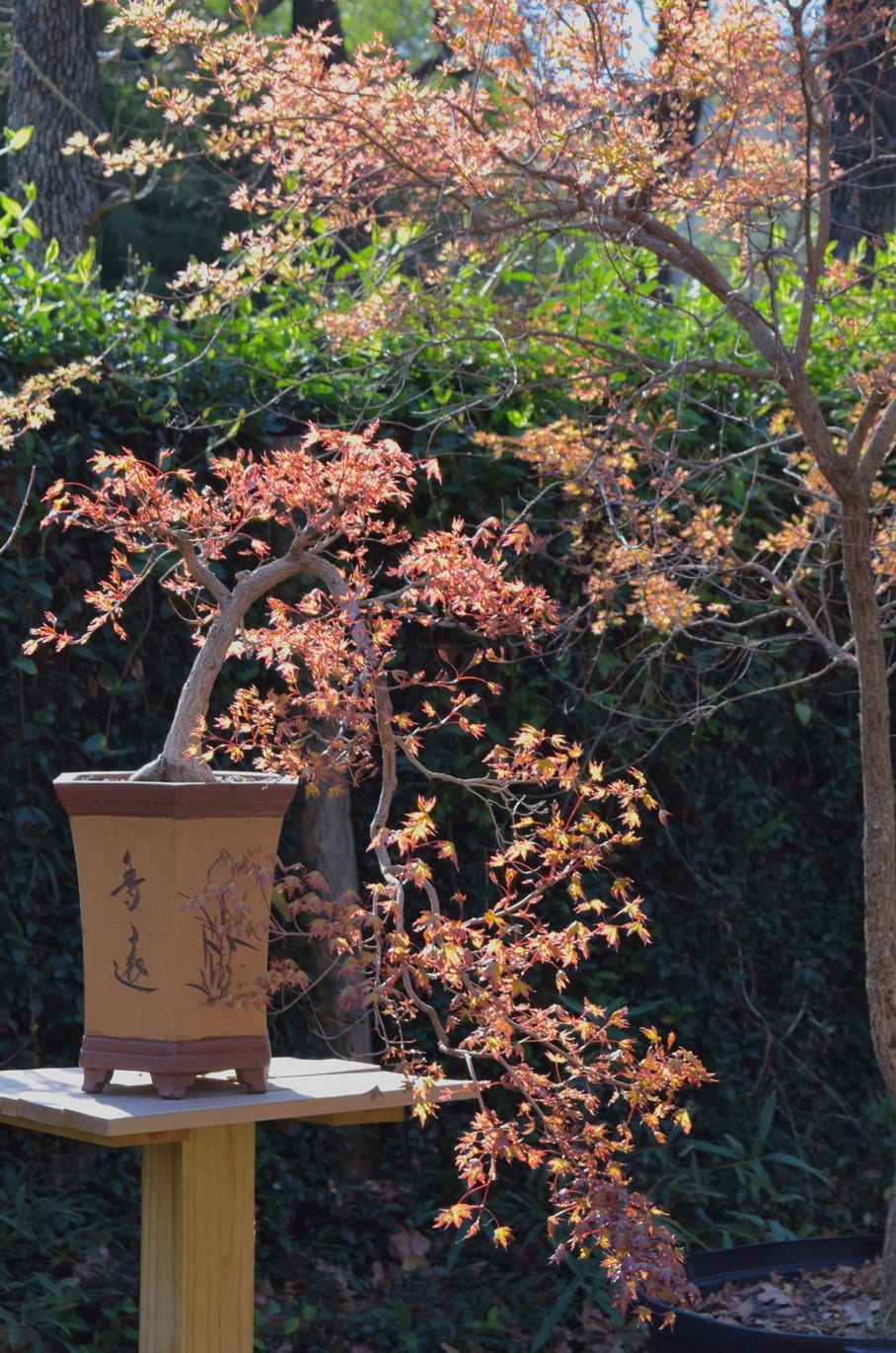 Acer truncatum Shantung maple Shandong maple tree, fall color, bonsai, metro maples, maple leeaves, information on maples