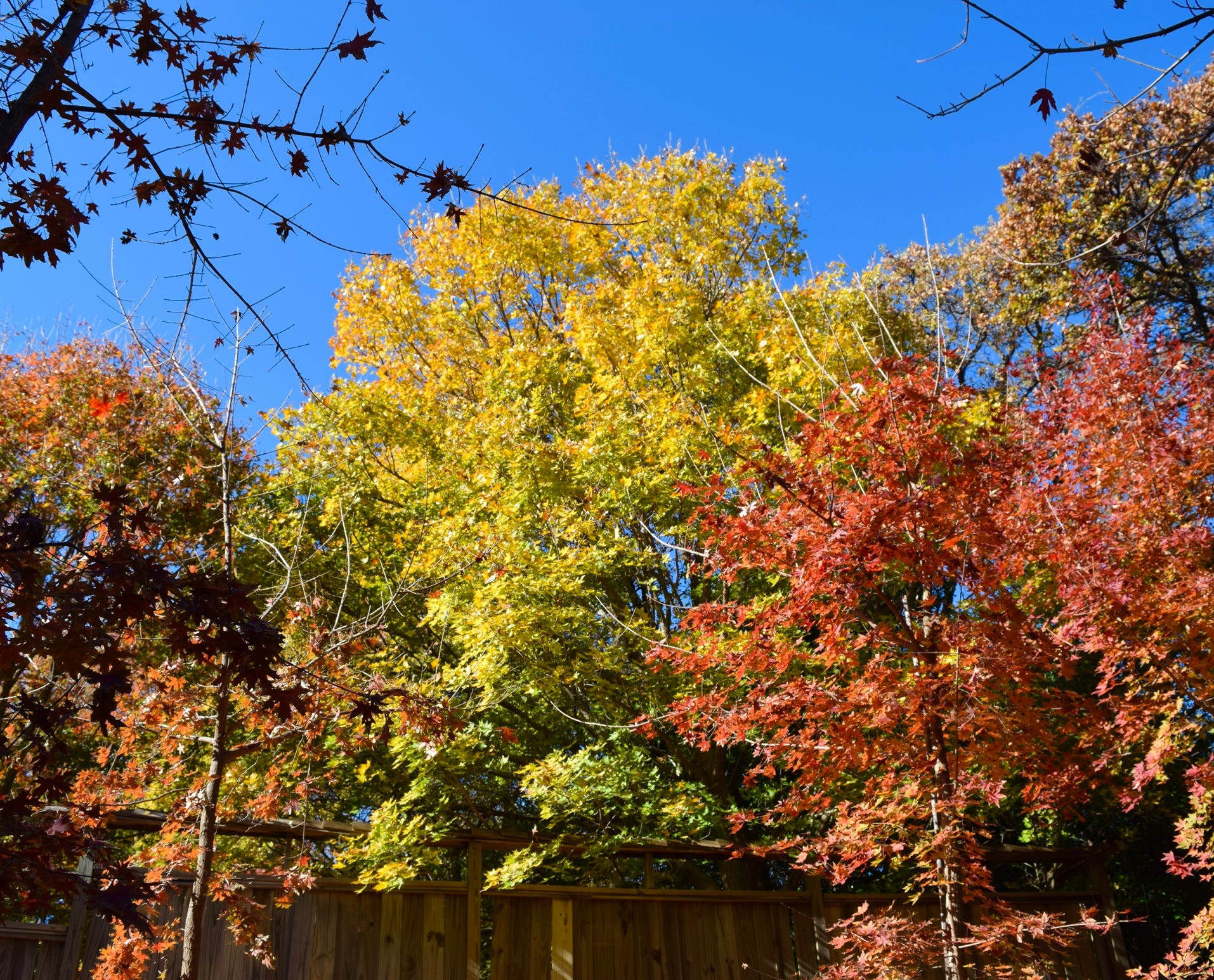 Acer truncatum Shantung maple Shandong maple tree, fall color, bonsai, metro maples, maple leeaves, information on maples