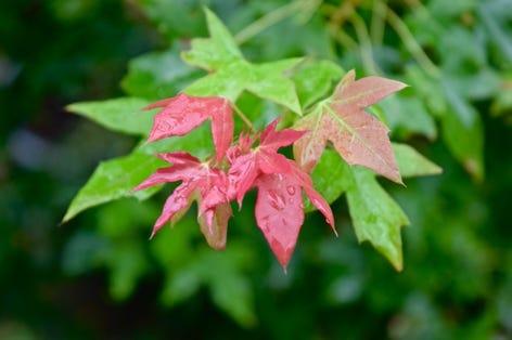 Acer truncatum 'Eye of the Dragon' dwarf Shantung or Shandong maple.