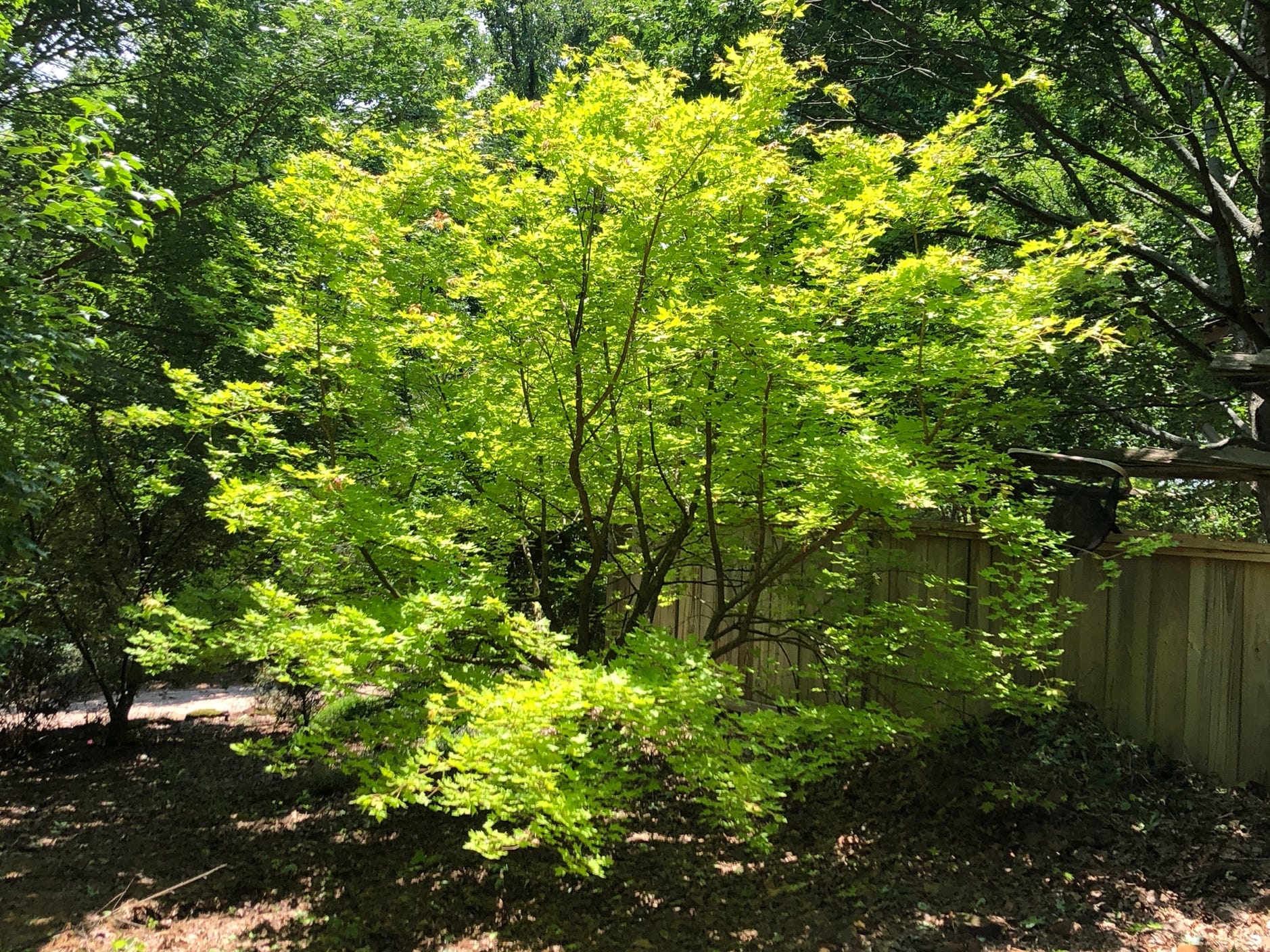 Yellow leaves Super Dragon maple acer shantung shandong trunctum color tree