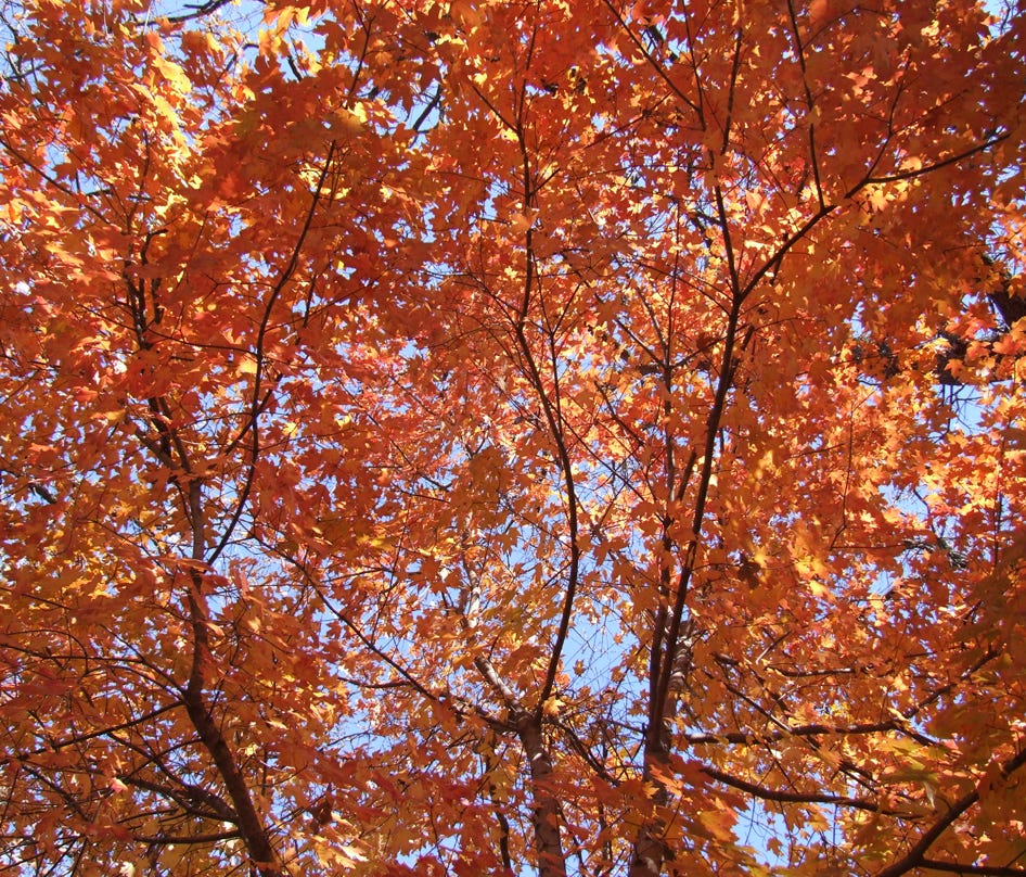 Acer truncatum Shantung maple Shandong maple tree, fall color, bonsai, metro maples, maple leeaves, information on maples