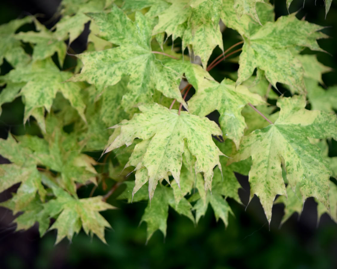 Acer truncatum Shantung maple Shandong maple tree, fall color, bonsai, metro maples, maple leeaves, information on maples