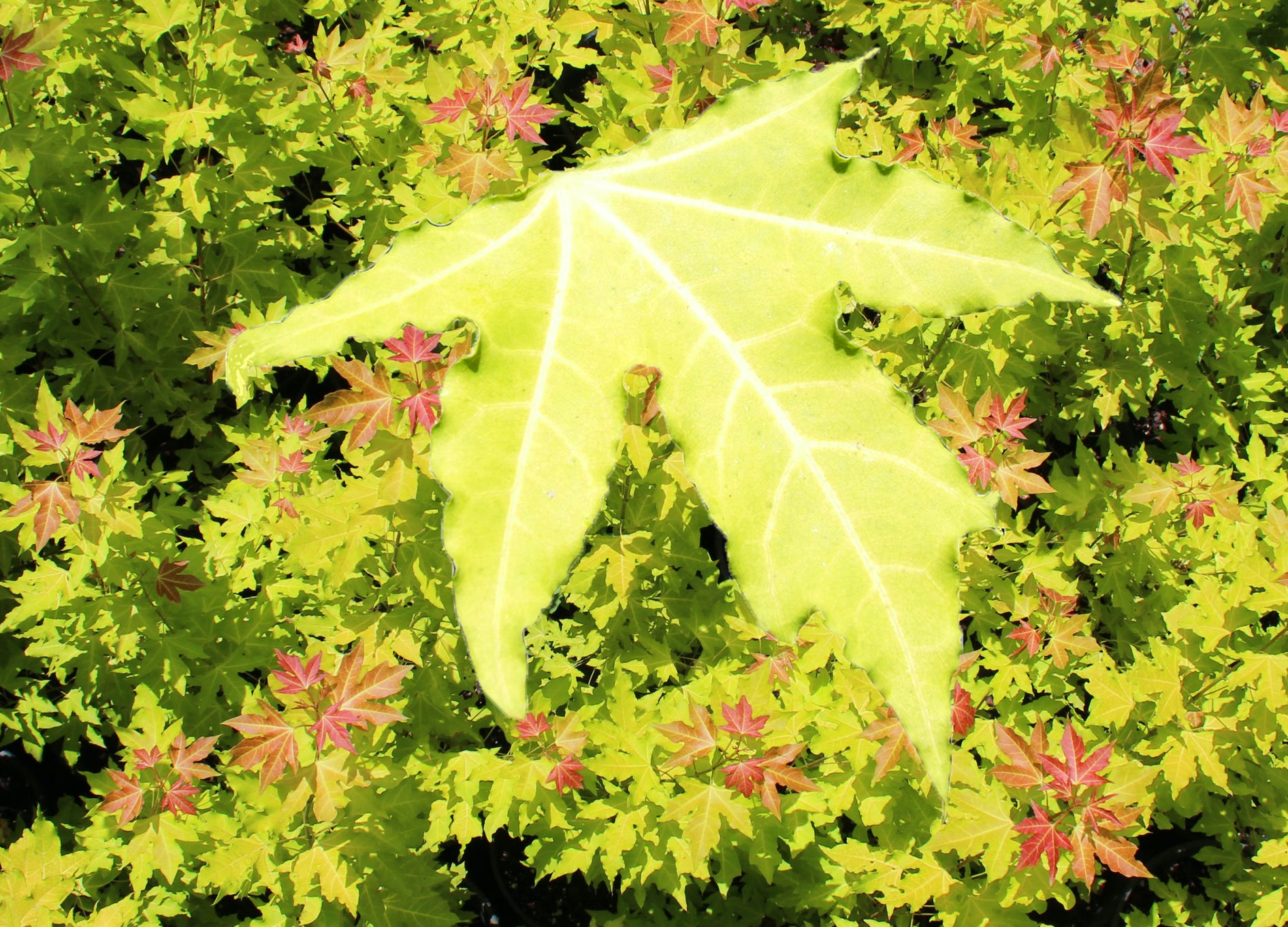 Acer truncatum Shantung maple Shandong maple tree, fall color, bonsai, metro maples, maple leeaves, information on maples