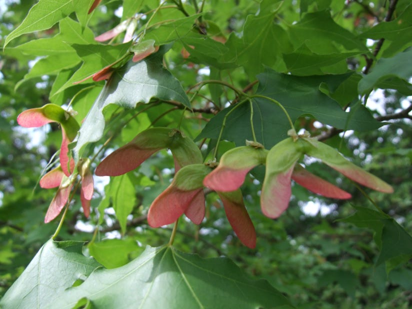 Acer truncatum, common name Shandong or Shantung maple, 'Fire Dragon' buds opening.