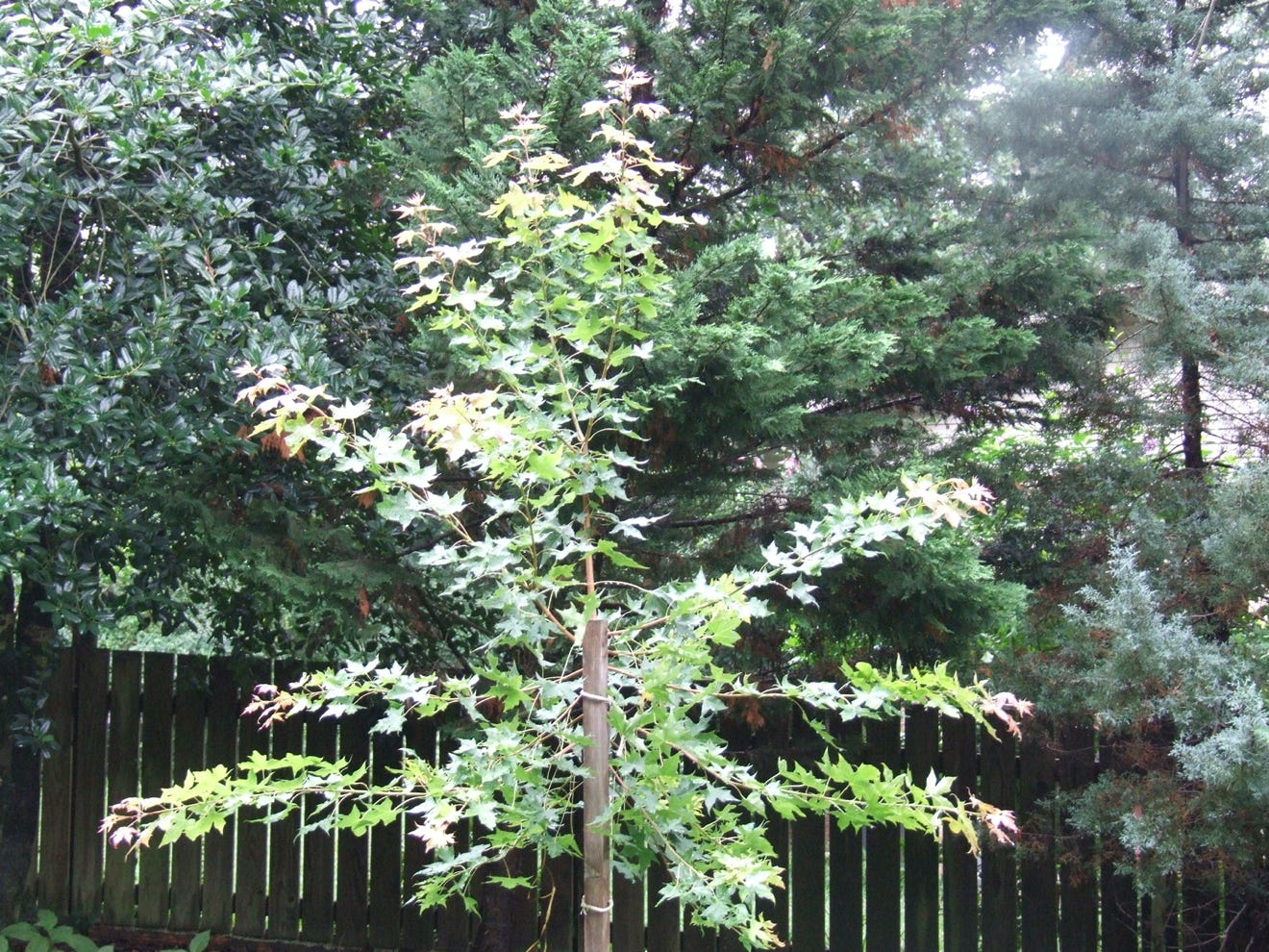Young Acer truncatum Fire Dragon Shantung maple in June following the devastating Easter 2007 freeze in Arkansas.