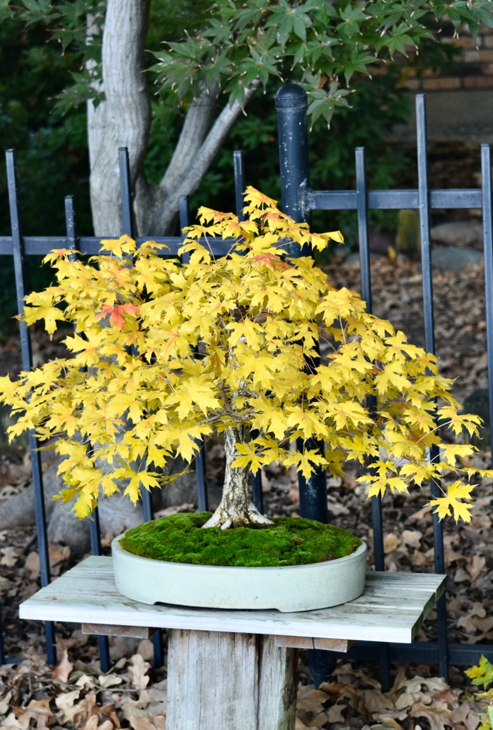 Acer truncatum Shantung maple Shandong maple tree, fall color, bonsai, metro maples, maple leeaves, information on maples