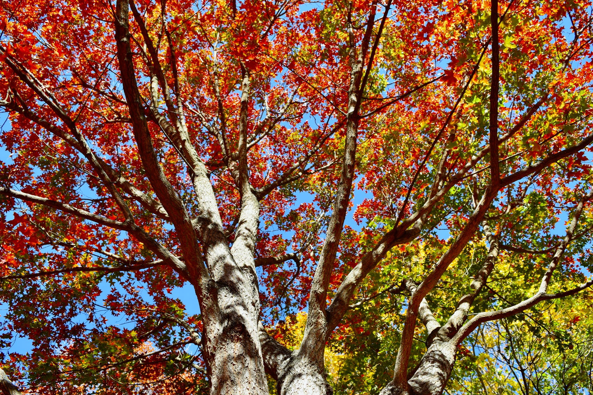 Acer truncatum Shantung maple Shandong maple tree, fall color, bonsai, metro maples, maple leeaves, information on maples