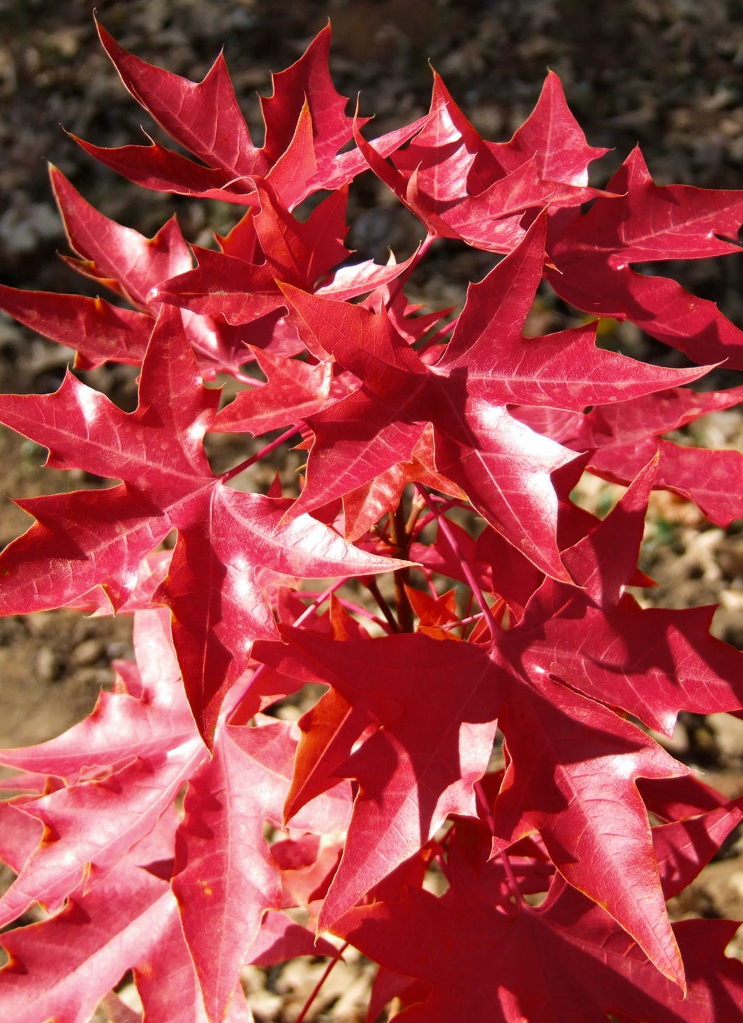 Fire Dragon, Acer truncatum Shantung maple Shandong maple tree, fall color, bonsai, metro maples, maple leeaves, information on maples