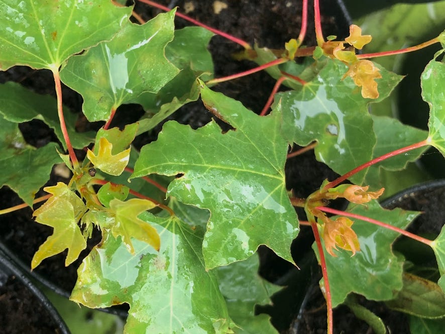 Cuttings after ony 16 days, maples, acer, Shantung, bonsai, Shandong rooting, Fire Dragon