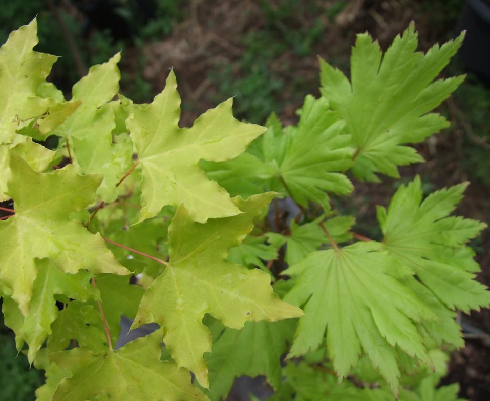 Acer truncatum Shantung maple Shandong maple tree, fall color, bonsai, metro maples, maple leeaves, information on maples