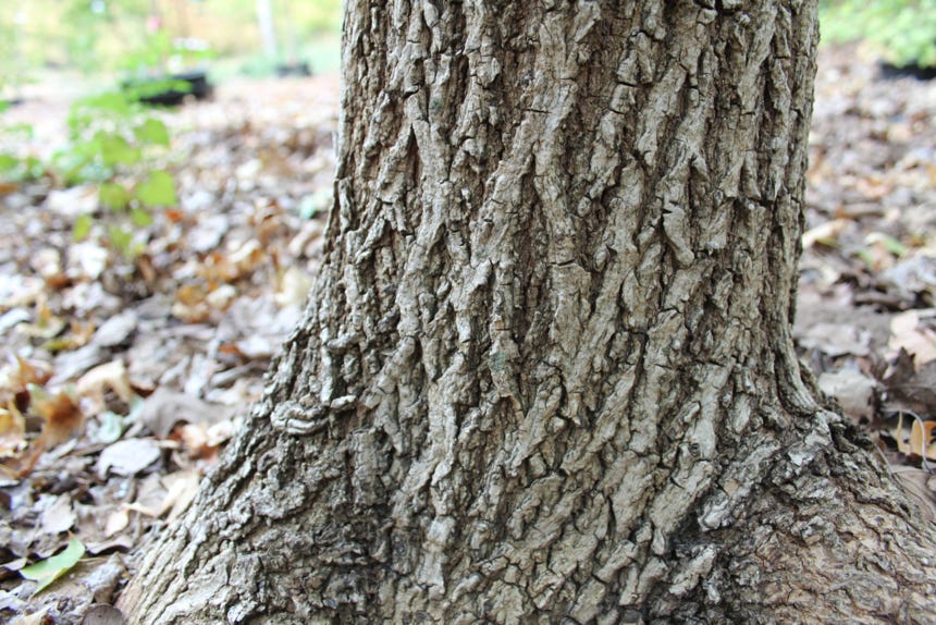 Acer truncatum, common name Shandong or Shantung maple.