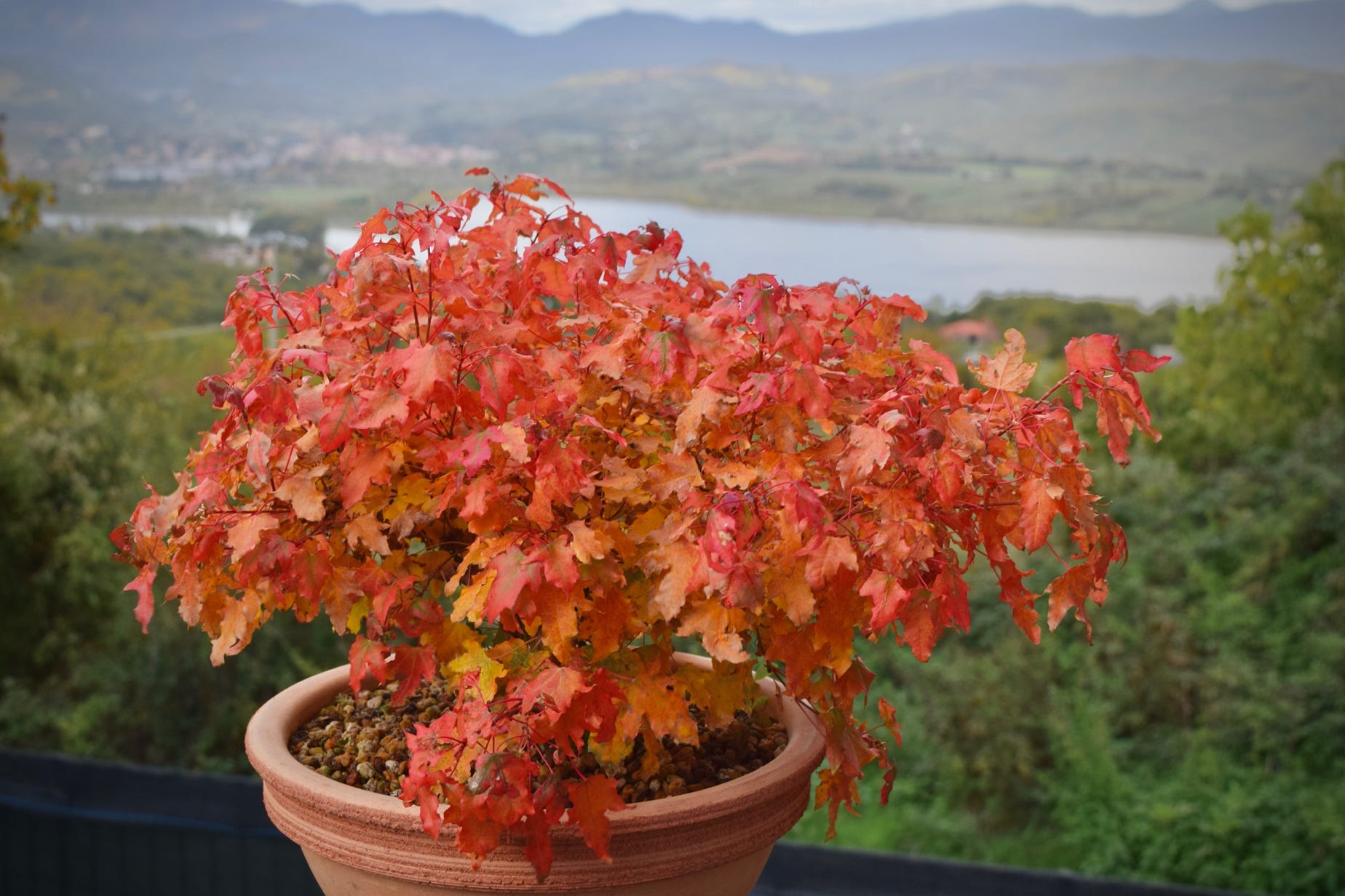 Acer truncatum dwarf shantung shandong maple orange fall color small leaves bonsai maple