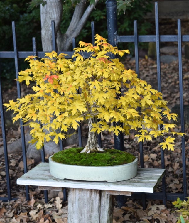Acer truncatum TARP Dragon Shantung maple tree yellow fall color