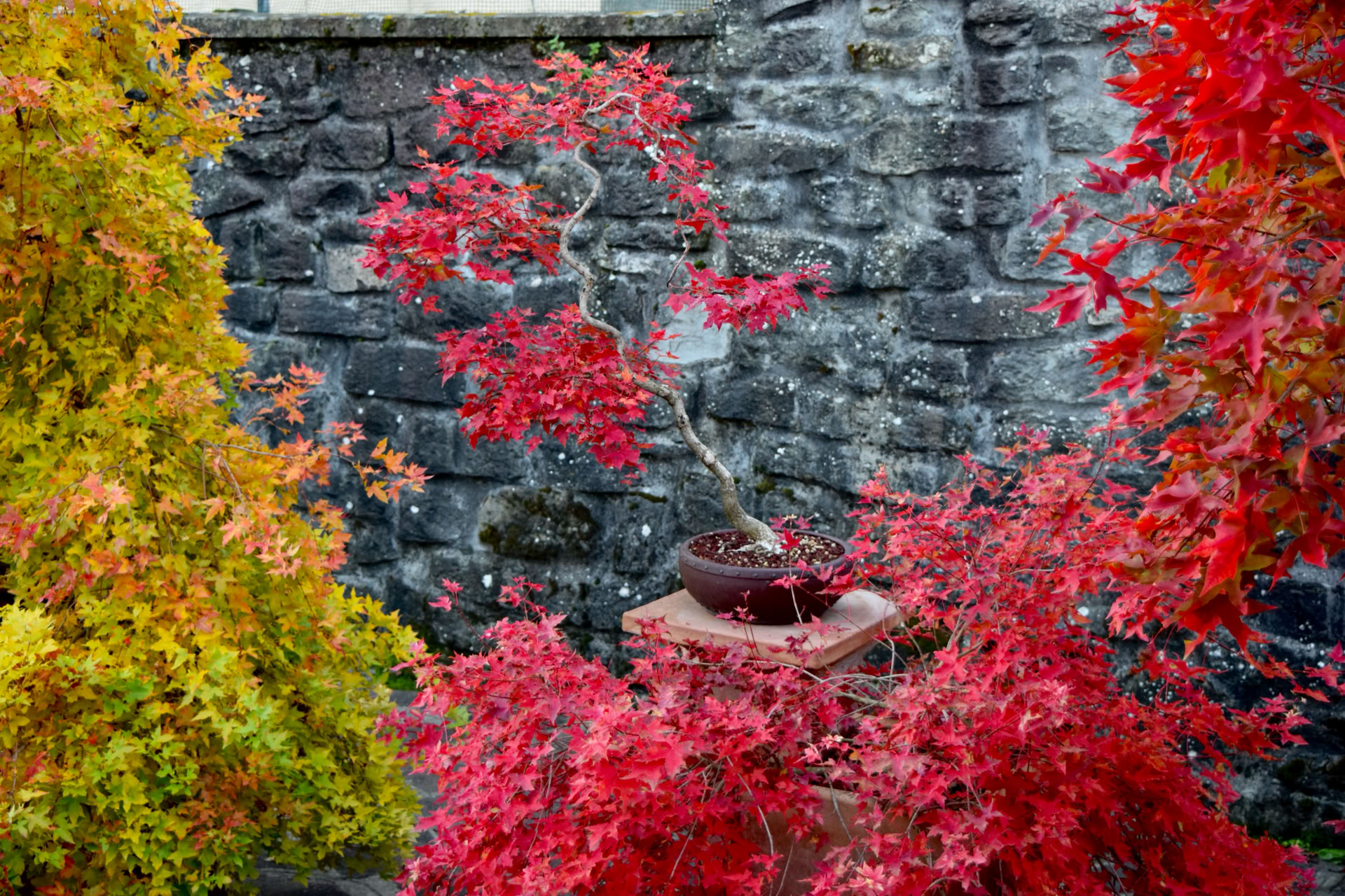 Acer truncatum Shantung maple Shandong maple tree, fall color, bonsai, metro maples, maple leeaves, information on maples