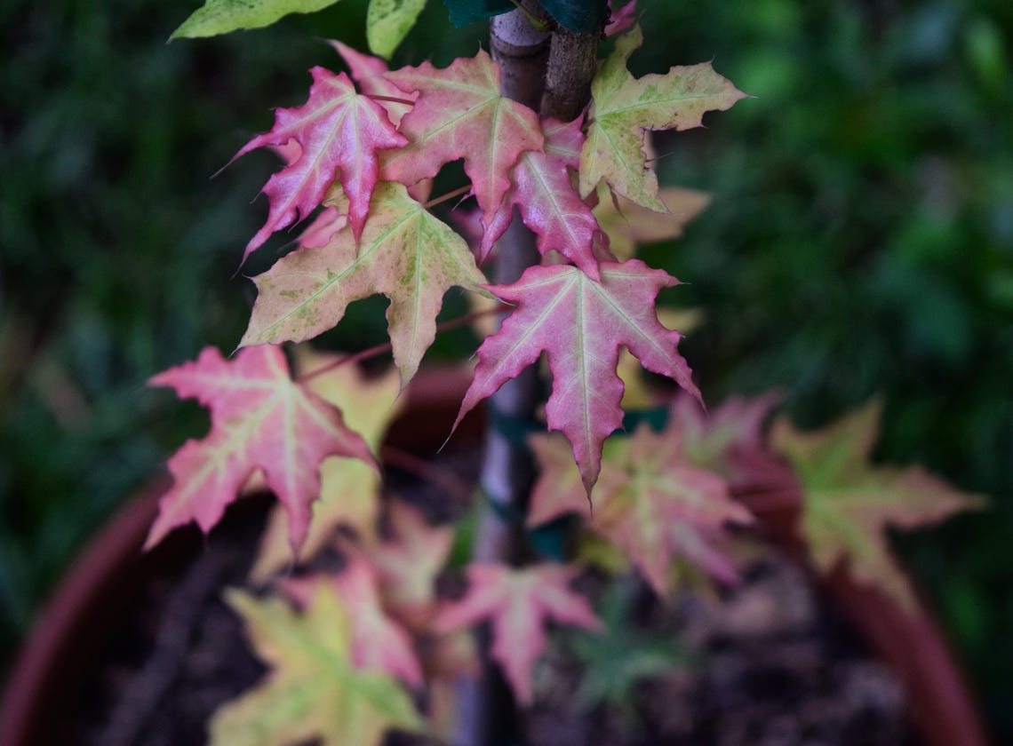 Acer truncatum 'Sugar Dragon' Shandong or Shantung maple. Sugar Dragon variegated maples.