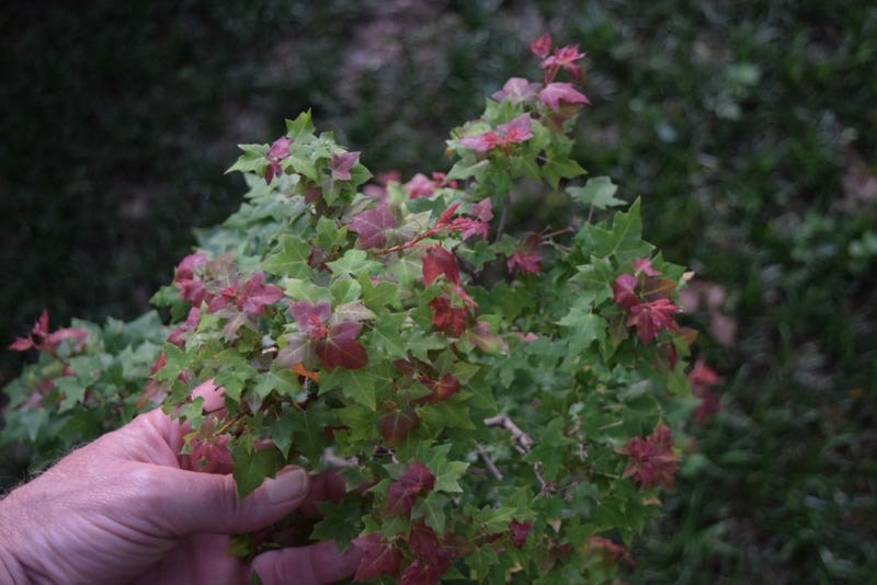 Flower God dwarf Acer truncatum summer growth on this Shantung maple.