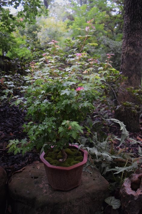 Acer truncatum, Shandong or Shantung in bonsai training.  A dwarf, 7 years old.