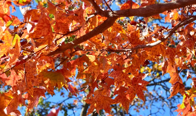 Acer truncatum Sweet Spot Shantung maple, or Shandong maple.