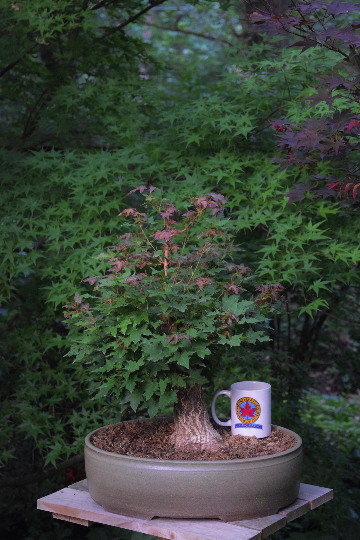 Acer truncatum Baby Dragon dwarf Shantung, or Shandong maple bonsai.  7 years old.