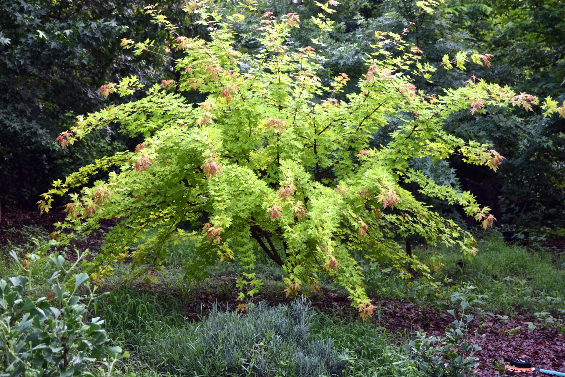 Acer truncatum 'Super Dragon' PP# 26,414 Shandong or Shantung maple.  Yellow leaf cultivar.