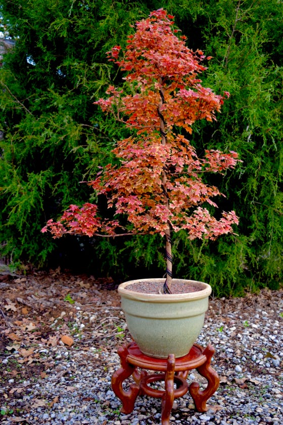 Flower God dwarf Acer truncatum.  This Shantung maple in bonsai training.