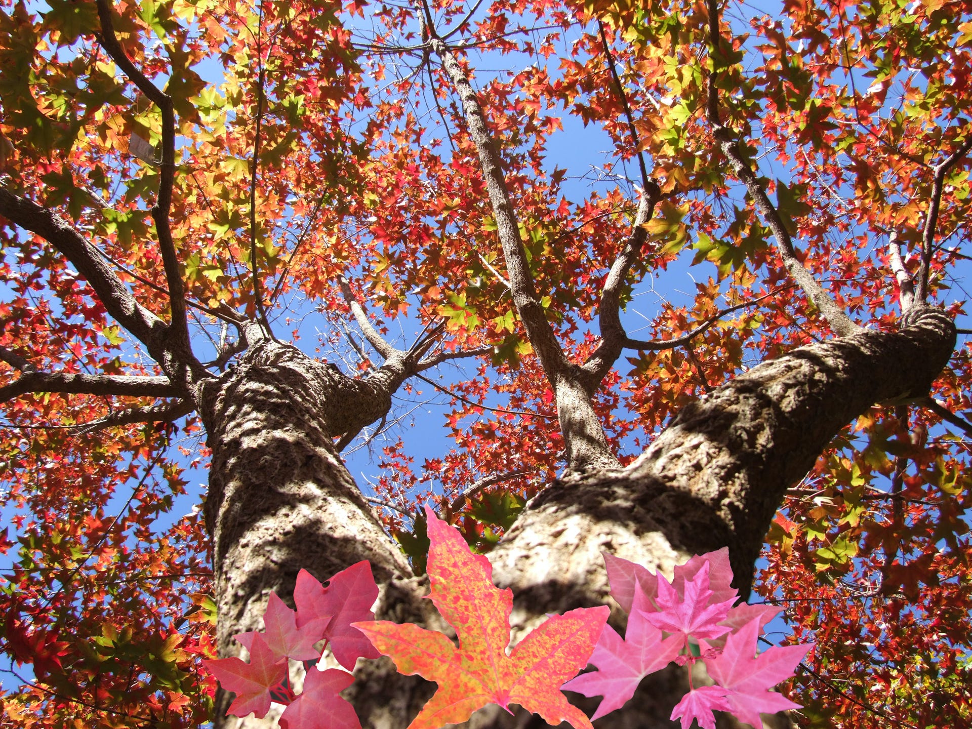 Shantung maple, acer truncatum, Fire Dragon