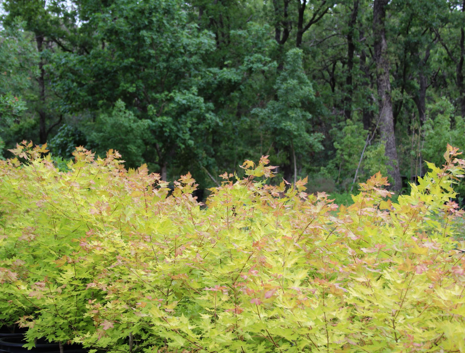 Acer truncatum Shantung maple Shandong maple tree, fall color, bonsai, metro maples, maple leeaves, information on maples