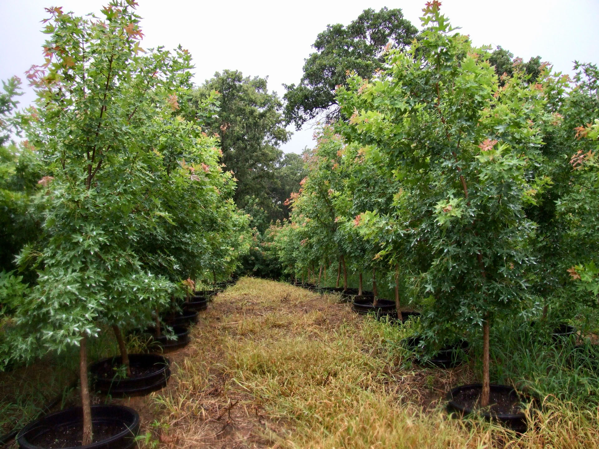 Fire Dragon Shantung maple.  A red acer truncatum in Fort Worth, TX at Metro Maples.