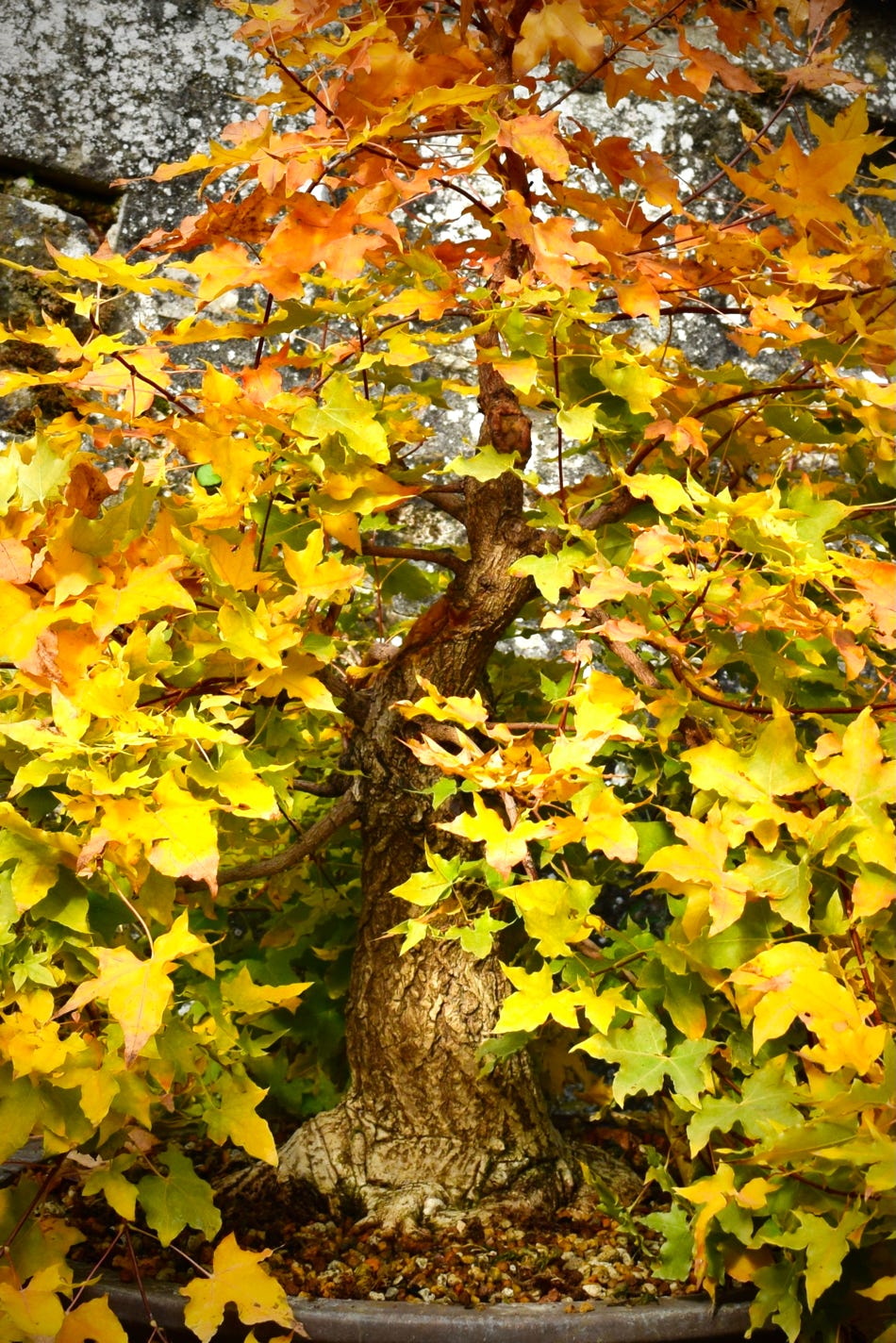 'Baby Dragon', Acer truncatum Shantung maple Shandong maple tree, fall color, bonsai, metro maples, maple leeaves, information on maples