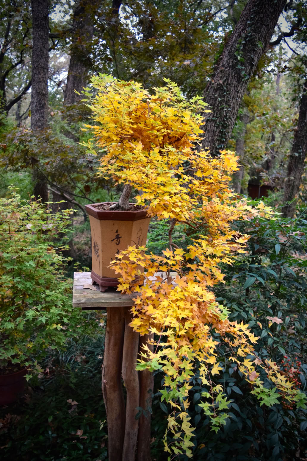 Acer truncatum Baby Dragon TM dwarf Shantung, or Shandong maple.