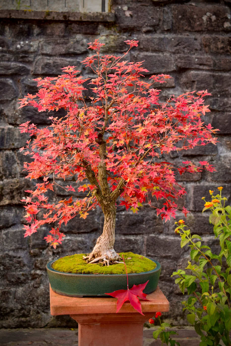 Acer truncatum Shantung maple Shandong maple tree, fall color, bonsai, metro maples, maple leeaves, information on maples, bonsai, Pure Fun dwarf Shantung maple