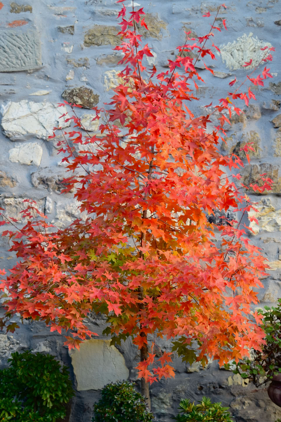 Shantung maple seedling with great and consistent orange fall color. Orange fall color Shantung ma[le, Acer truncatum, Fire Dragon, Baby Dragon