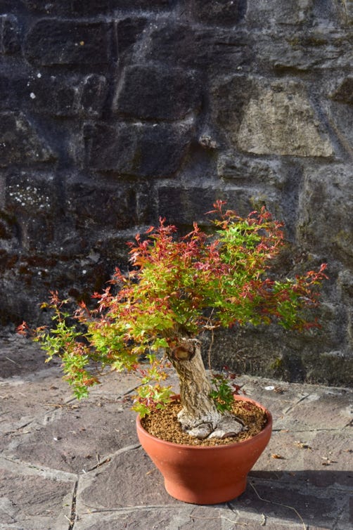 Dwarf Shantung maple acer truncatum Baby Dragon, Fire Dragon patented maples