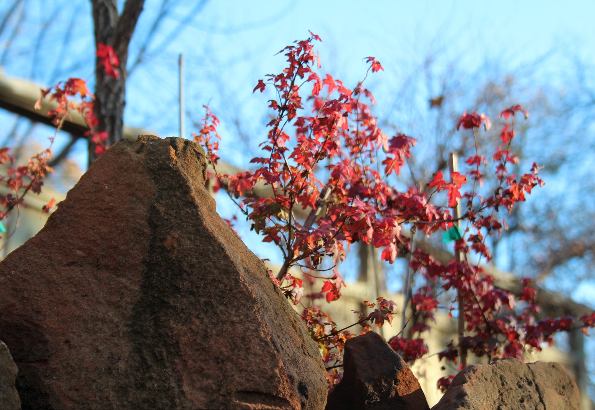 Acer truncatum Shantung maple Shandong maple tree, fall color, bonsai, metro maples, maple leeaves, information on maples