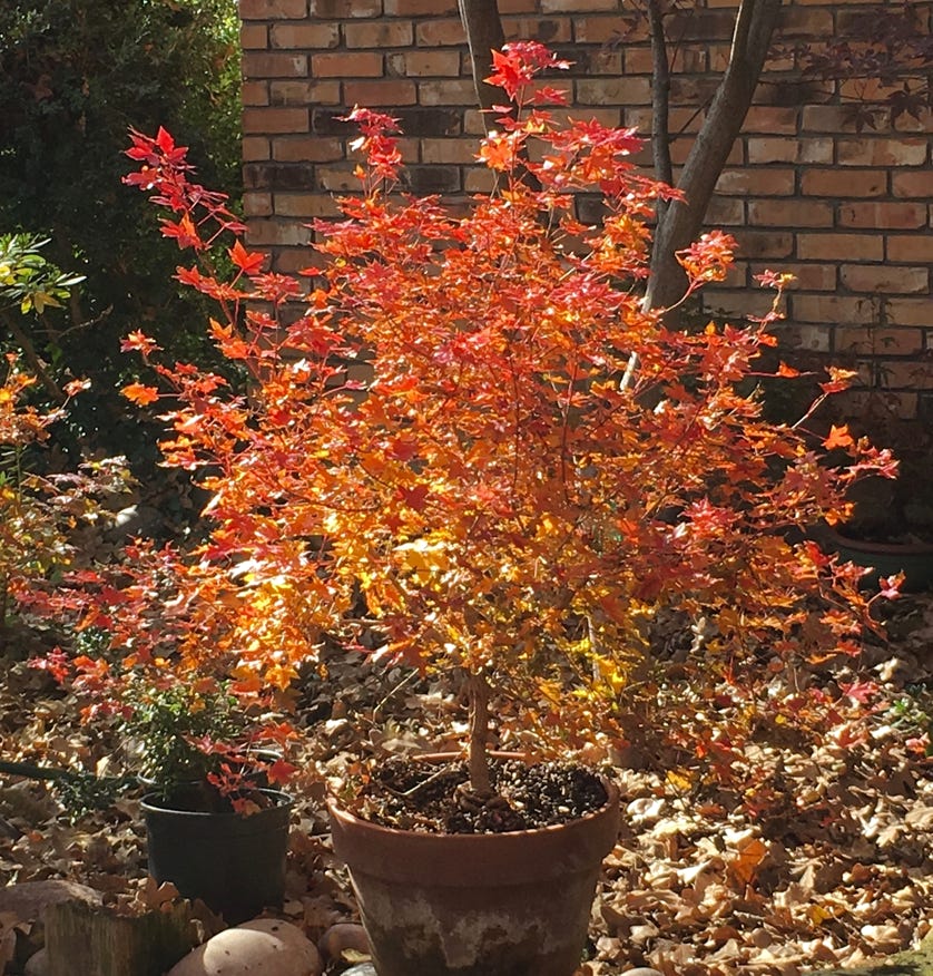 Acer truncatum 'Pure Fun' dwarf Shantung or Shandong maple.