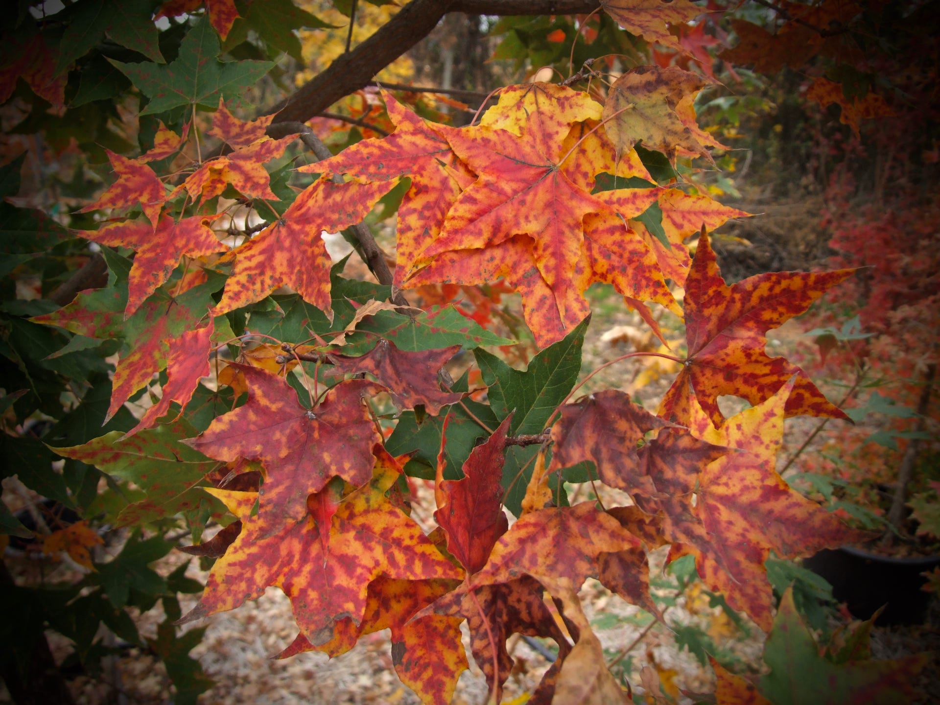 Acer truncatum Sweet Spot Shantung maple, or Shandong maple.