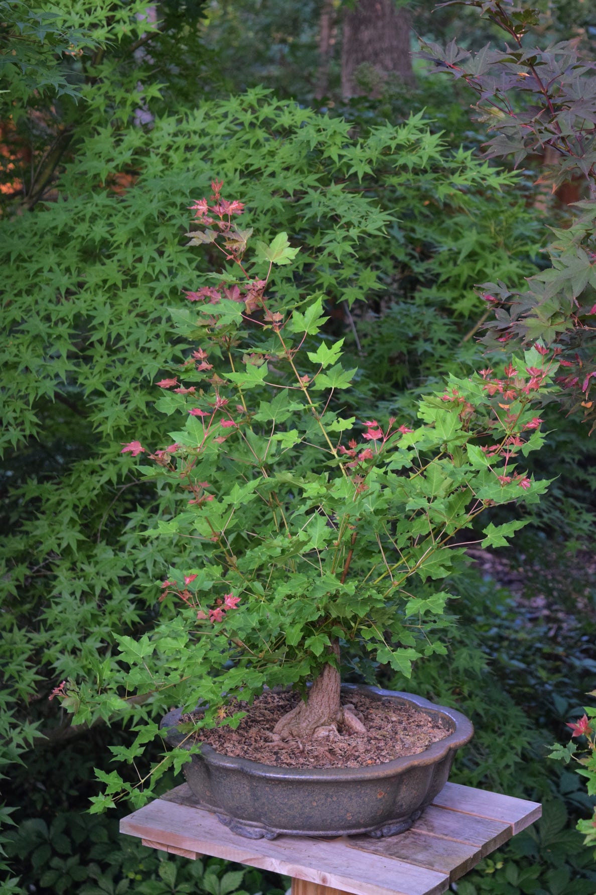 Acer truncatum dwarf Flower God Shanutung Shandong maple bonsai first year in 2018.