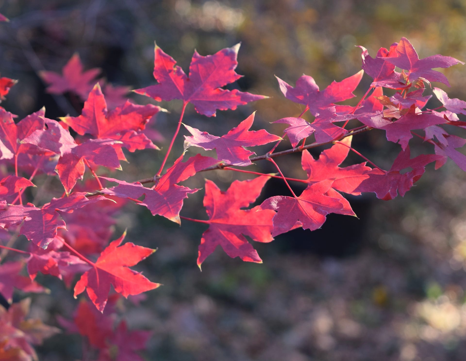 Acer truncatum Shantung maple Shandong maple tree, fall color, bonsai, metro maples, maple leeaves, information on maples