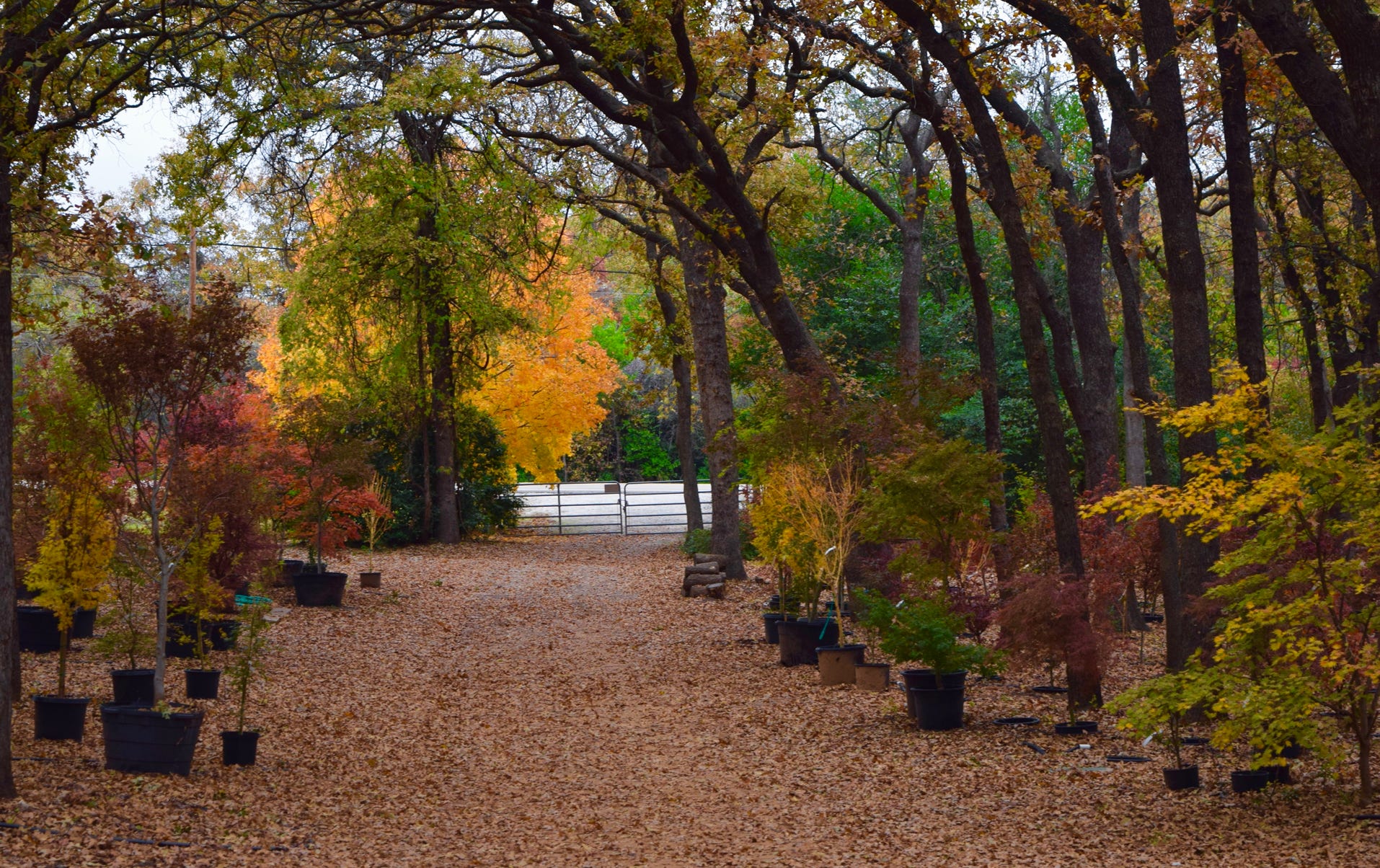 Acer truncatum Shantung maple Shandong maple tree, fall color, bonsai, metro maples, maple leeaves, information on maples