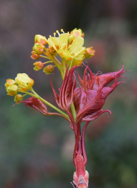 Acer truncatum Baby Dragon Flower God Shantung maple bonsai leaves and flowers dwarf