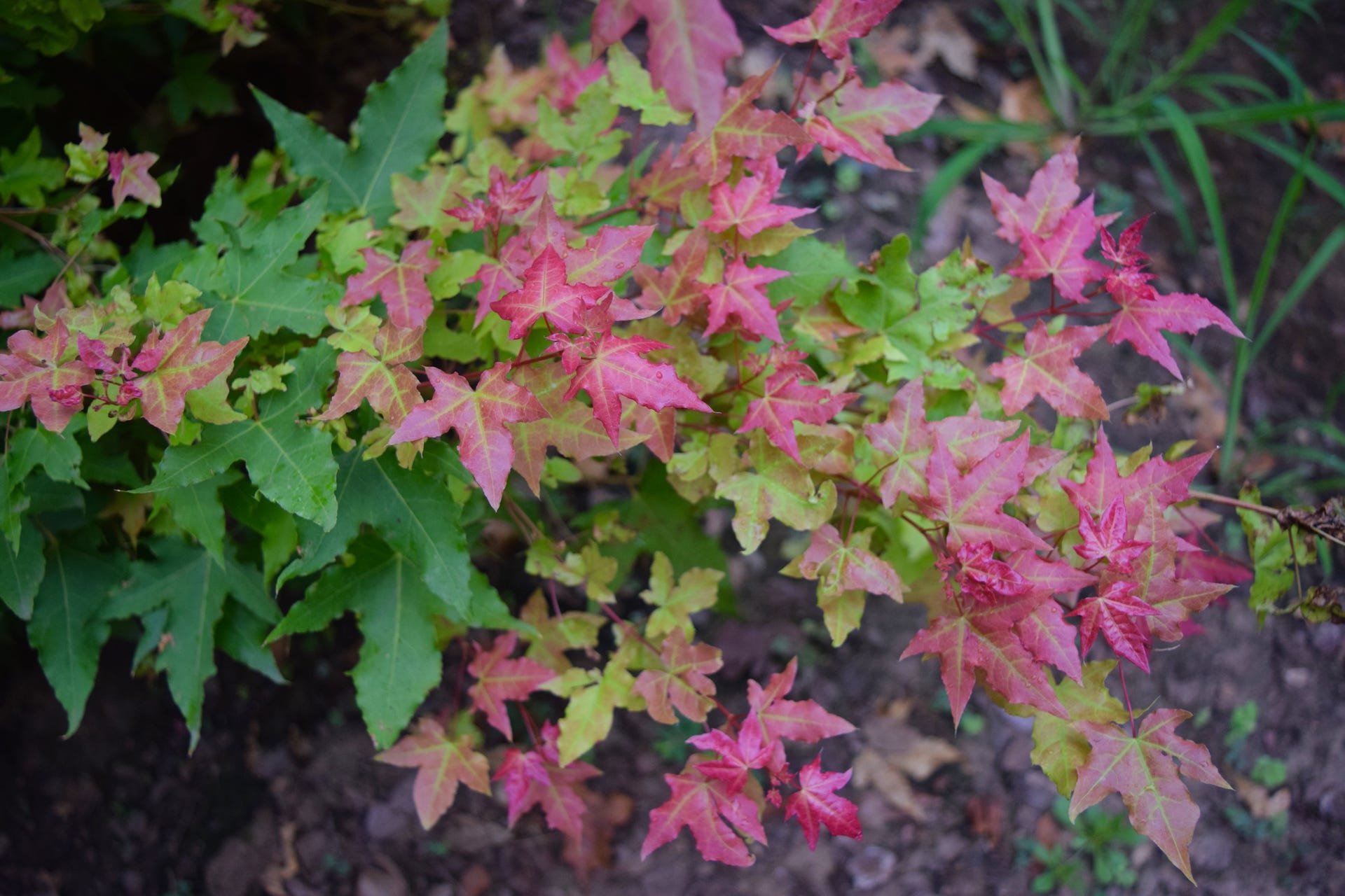 Acer truncatum Baby Dragon TM Shantung maple summer growth.