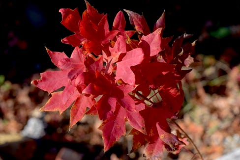 Acer truncatum 'Eye of the Dragon' dwarf Shantung or Shandong maple.