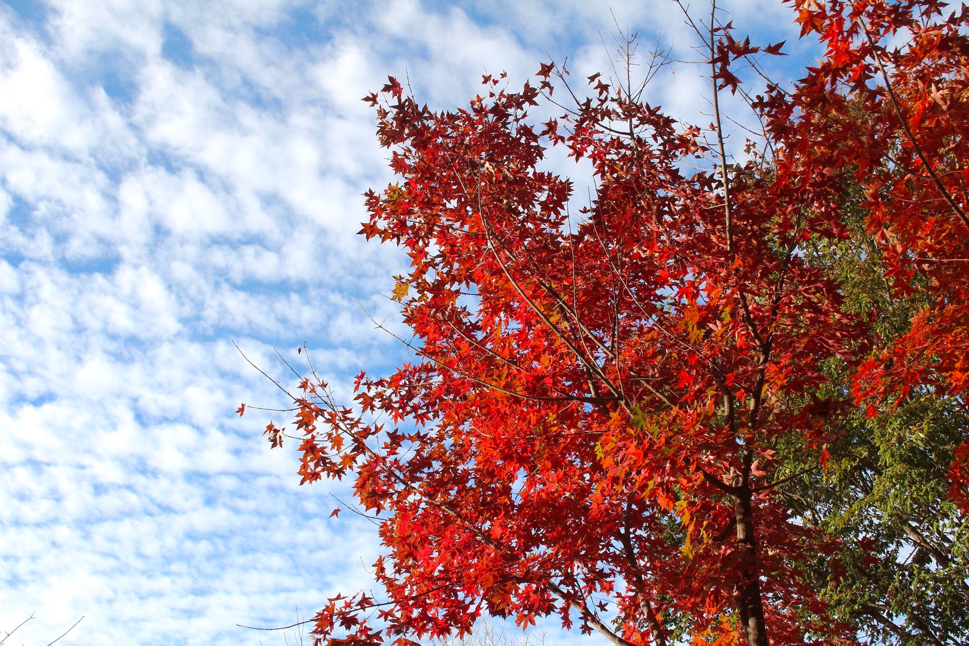 Acer truncatum Fire Dragon Shantung maple in Nov. 2013.  Fall colors are great on Shandong maples.