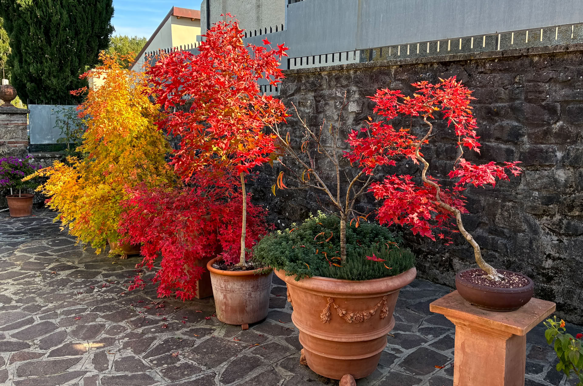 Acer truncatum Shantung maple Shandong maple tree, fall color, bonsai, metro maples, maple leeaves, information on maples, Fire Dragon fall color
