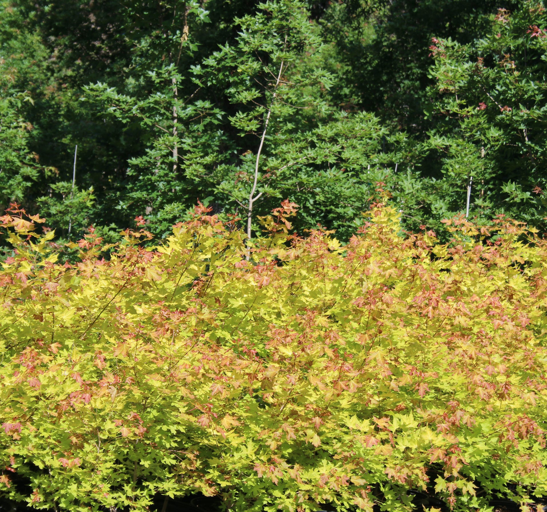 Acer truncatum Shantung maple Shandong maple tree, fall color, bonsai, metro maples, maple leeaves, information on maples