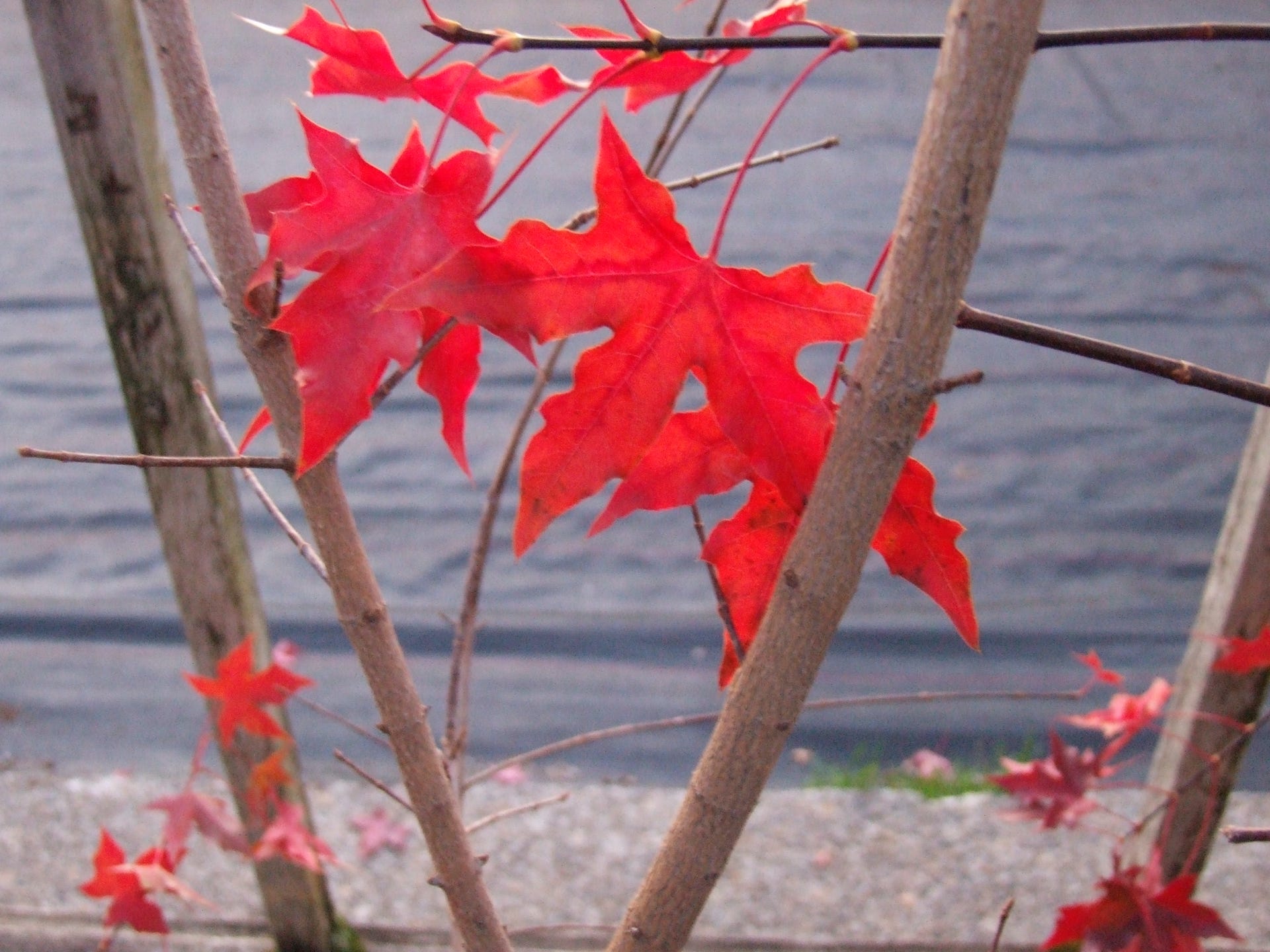 Acer truncatum Shantung maple Shandong maple tree, fall color, bonsai, metro maples, maple leeaves, information on maples