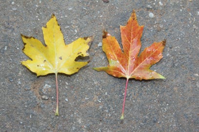 Acer truncatum 'Super Dragon' PP# 26,414 Shandong or Shantung maple.  Yellow leaf cultivar.